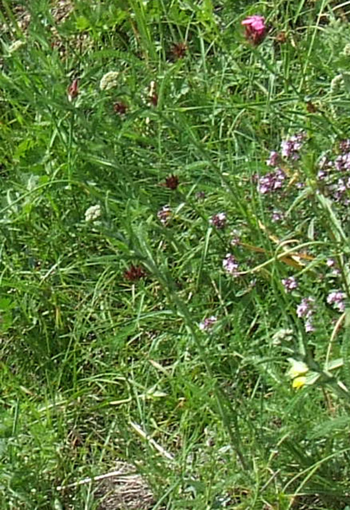 achillea millefolium